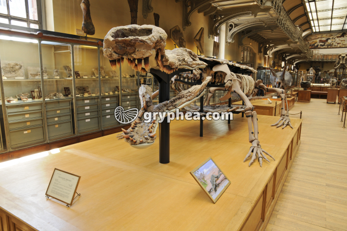 Galerie MHNP - gryphea.com